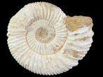 Perisphinctes Ammonite - Jurassic #70041-1